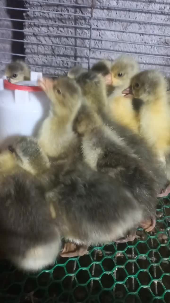 جوجه غاز|حیوانات مزرعه|لاهیجان, آهندان|دیوار