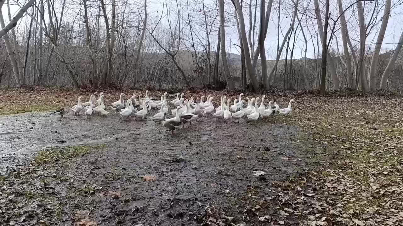 غاز|حیوانات مزرعه|انگوت, |دیوار