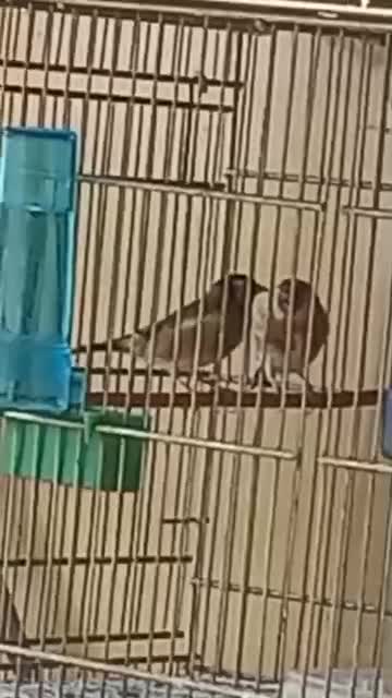 سهره نر وماده چونه سفید جفتی|پرنده|پردیس, فاز ۸|دیوار