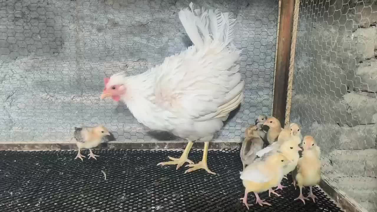 خروس گلین چهل تاج ریش|حیوانات مزرعه|هشتگرد, هیو|دیوار