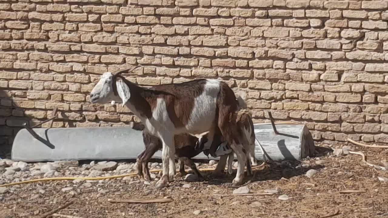 سلام بز دوقلو|حیوانات مزرعه|جهرم, |دیوار