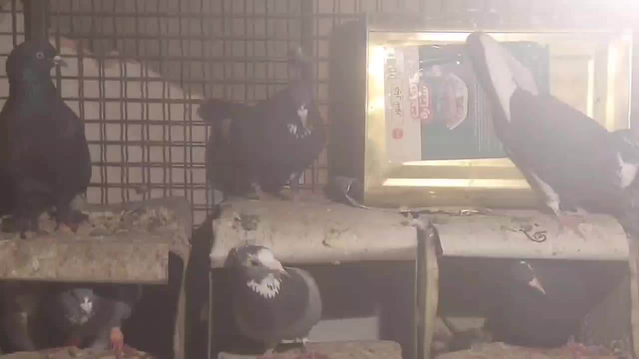 پلنگ|پرنده|کرمان, |دیوار