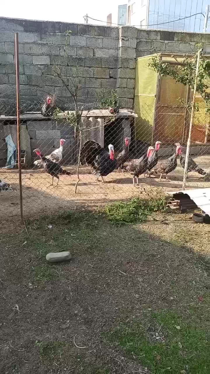 بوقلمون نر و ماده پارساله و امساله|حیوانات مزرعه|رودسر, |دیوار