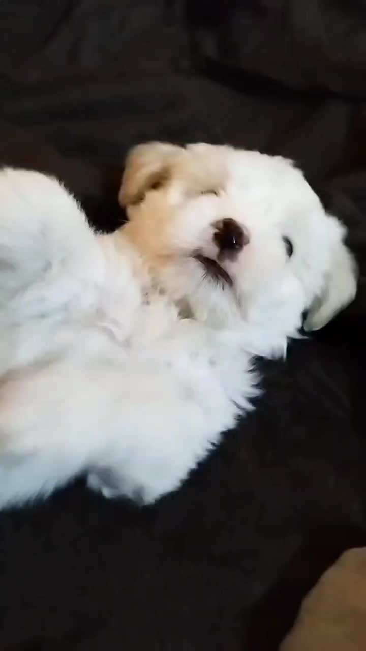 پودل مالتیز سه ماهه نر|سگ|تهران, تسلیحات|دیوار