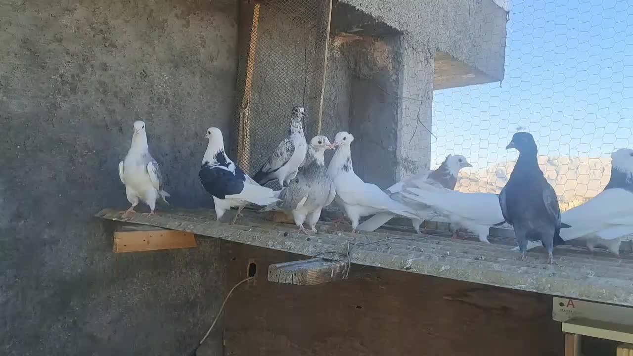 کفتر پرشی طوقی سینه ای خوشرنگ|پرنده|مبارکه, |دیوار