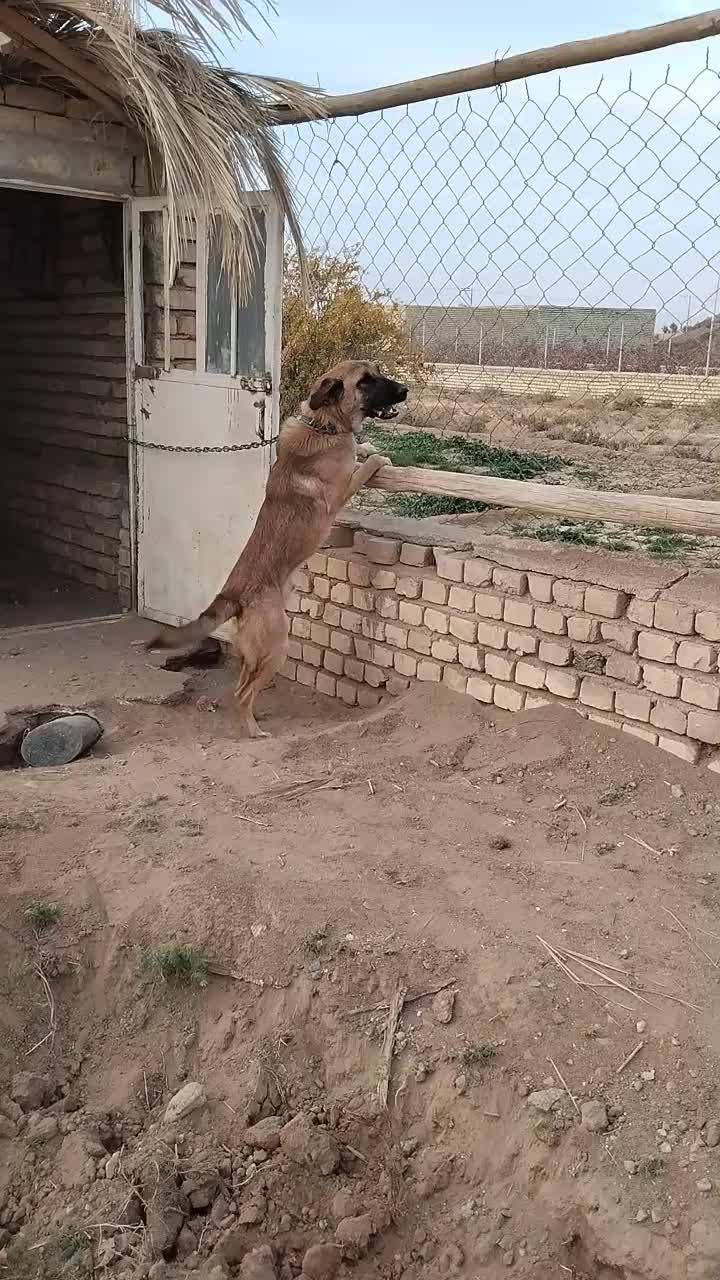 میکس سرابی وژرمن|سگ|آران و بیدگل, |دیوار