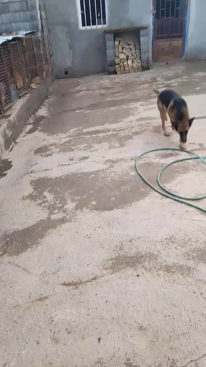 واگذاری دوعدد سگ ژرمن|سگ|لنجان, |دیوار