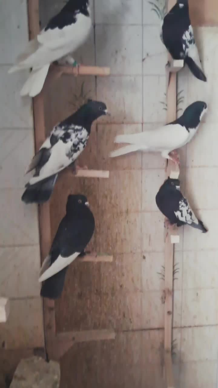 کفتر هوایی|پرنده|بیضا, |دیوار