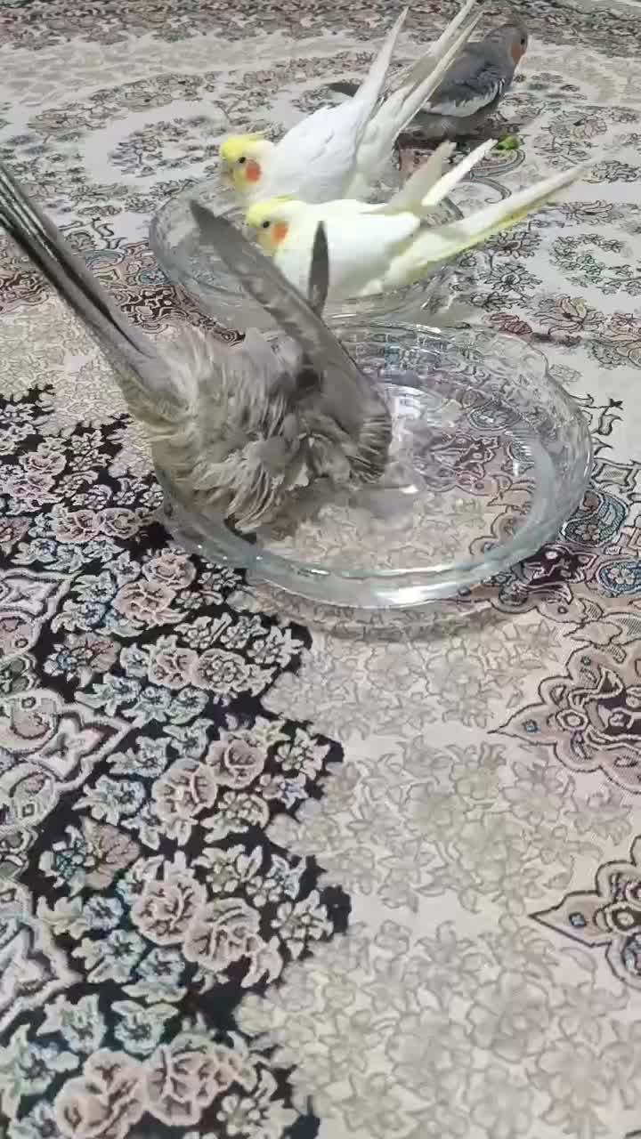 عروس هلندی ۴ عدد|پرنده|اقبالیه, |دیوار