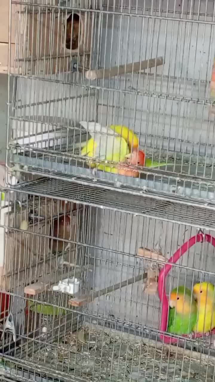 طوطی برزیلی مولد نژاد اوپال اورنج فیس|پرنده|تهران, نازیآباد|دیوار