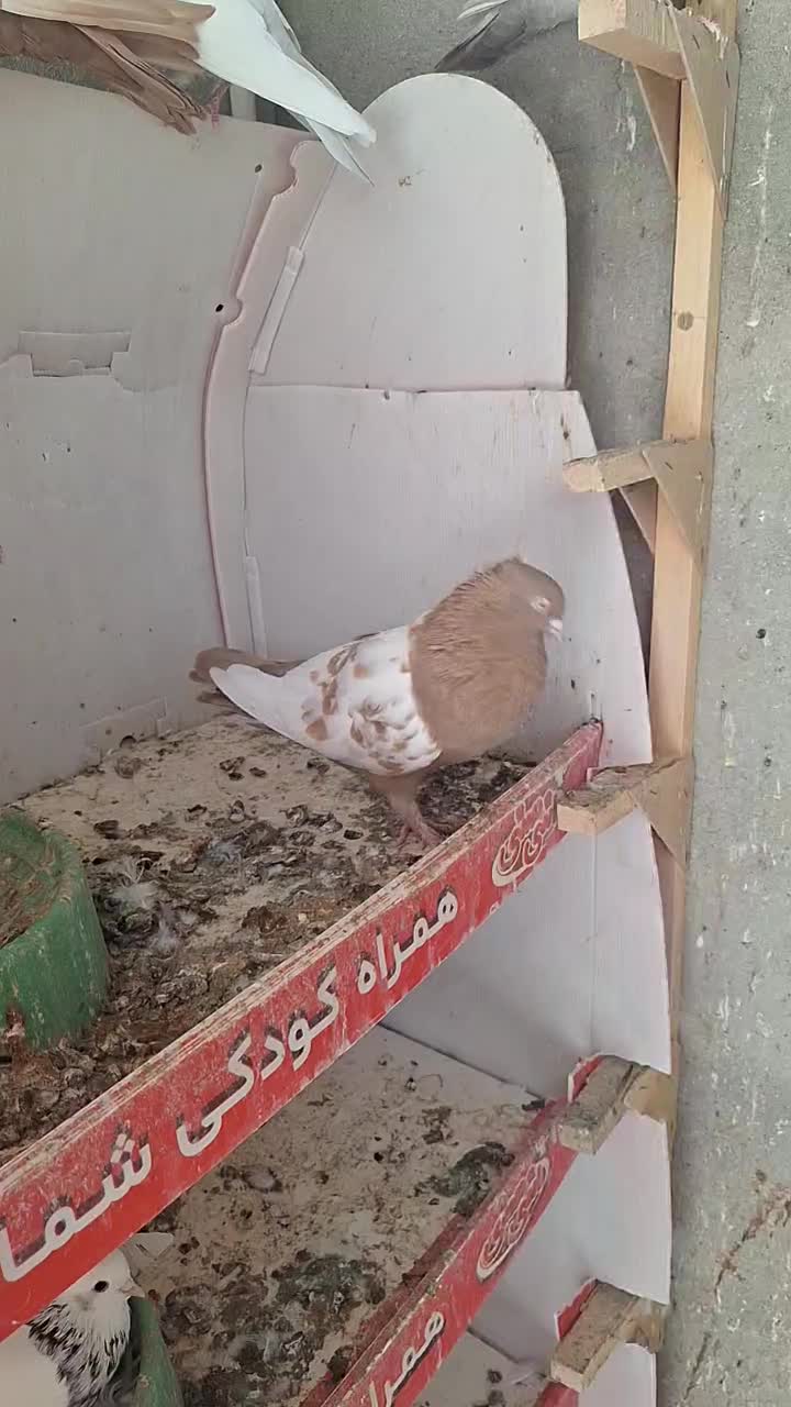 سینه زرد|پرنده|شیراز, حومه شیراز|دیوار