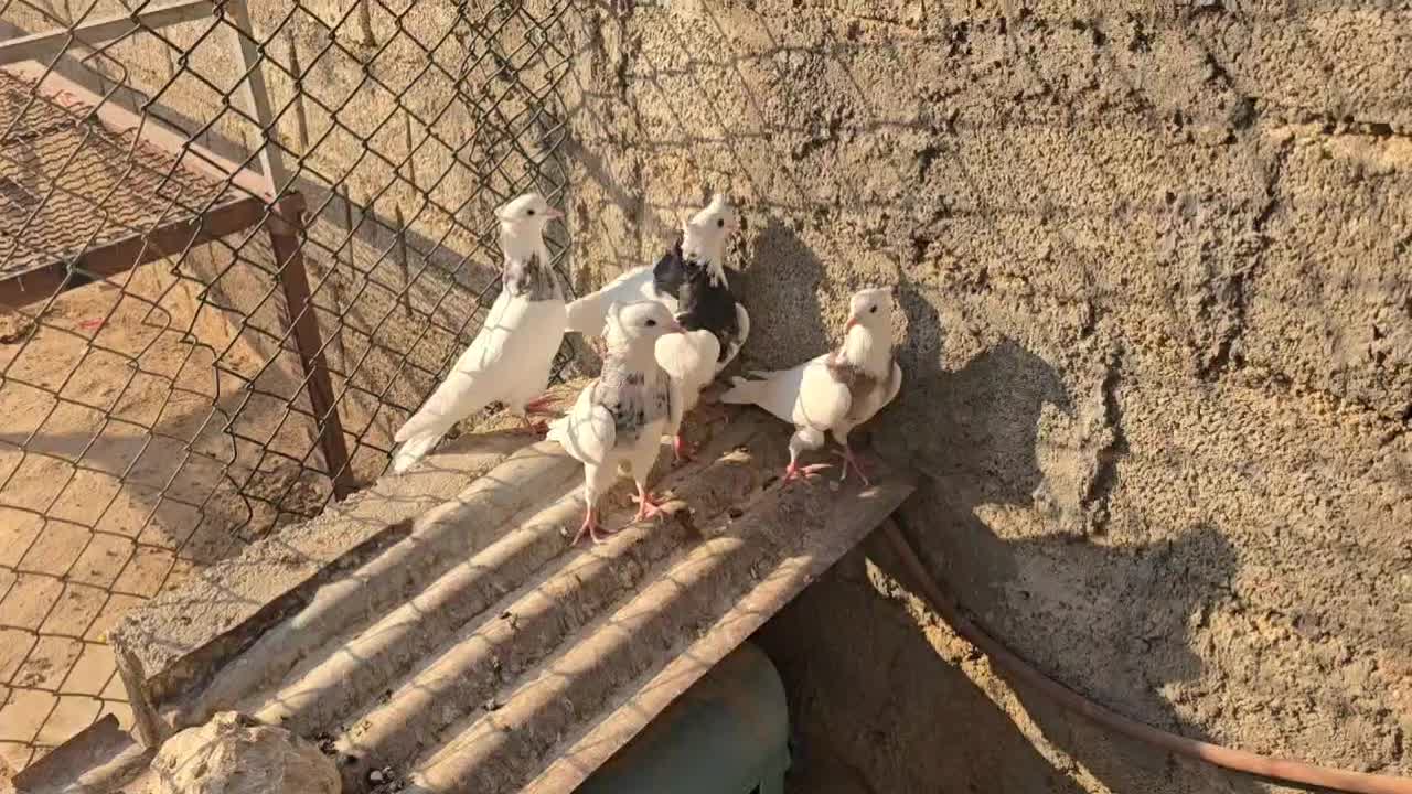 طوقی|پرنده|شبانکاره, |دیوار