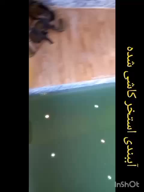آببندی استخر کاشی شده و سیمانی،باضمانت،نانو ترکیبی|خدمات پیشه و مهارت|چمستان, |دیوار
