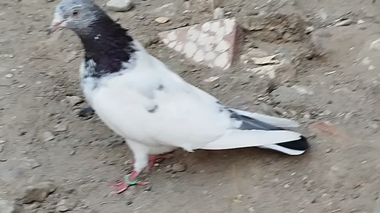 ماده گلدن فروشی|پرنده|ایرانشهر, |دیوار