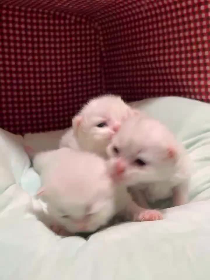 رزرو رزرو گربه بریتیش سفید|گربه|نوشهر, |دیوار