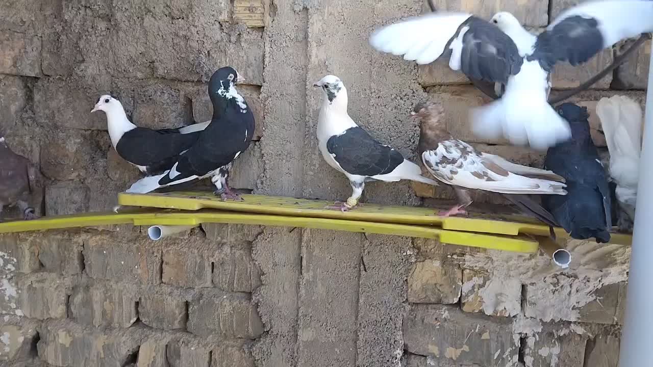 دست کفتری خوب جفتی ۵۰۰|پرنده|شیراز, گویم|دیوار