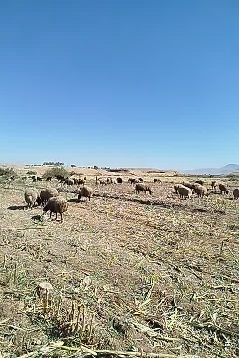 گوسفند جوان درجه یک|حیوانات مزرعه|درب گنبد, |دیوار