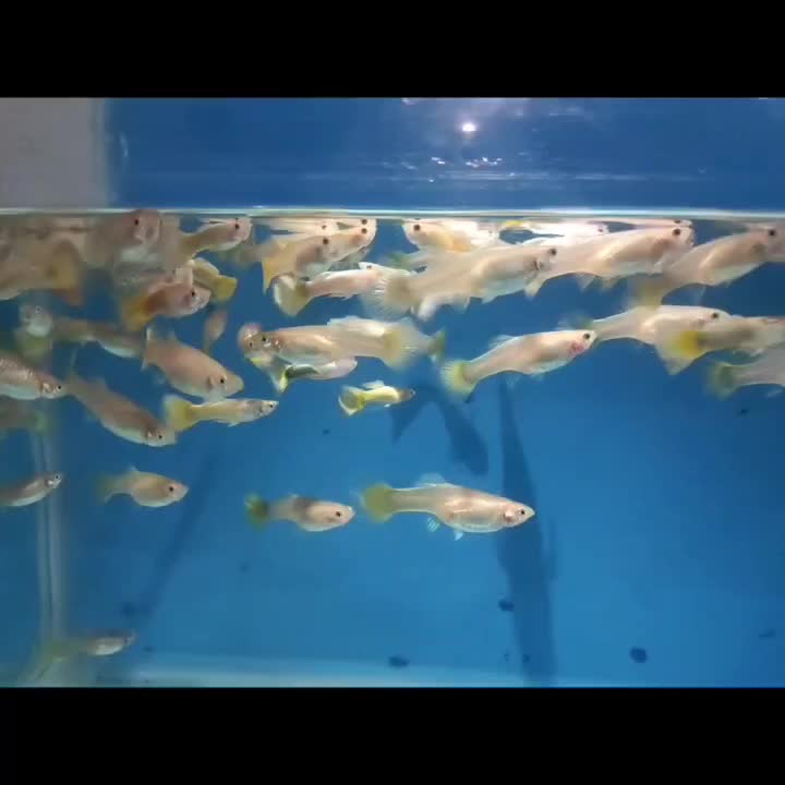 گوپی ، آنجل ، کالر ، زبرا ، لجنخوار|ماهی|قزوین, |دیوار