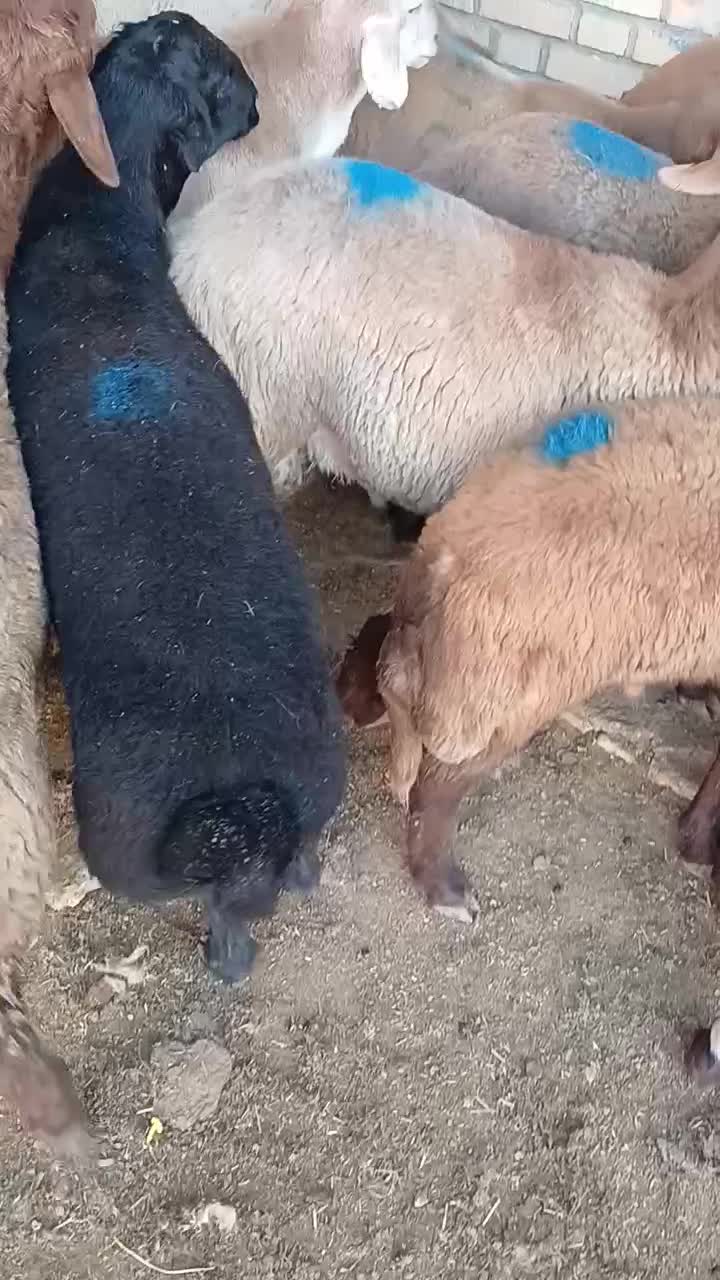 گوسفند سلامت|حیوانات مزرعه|شهریار, شهرک سازمانی ظفر|دیوار