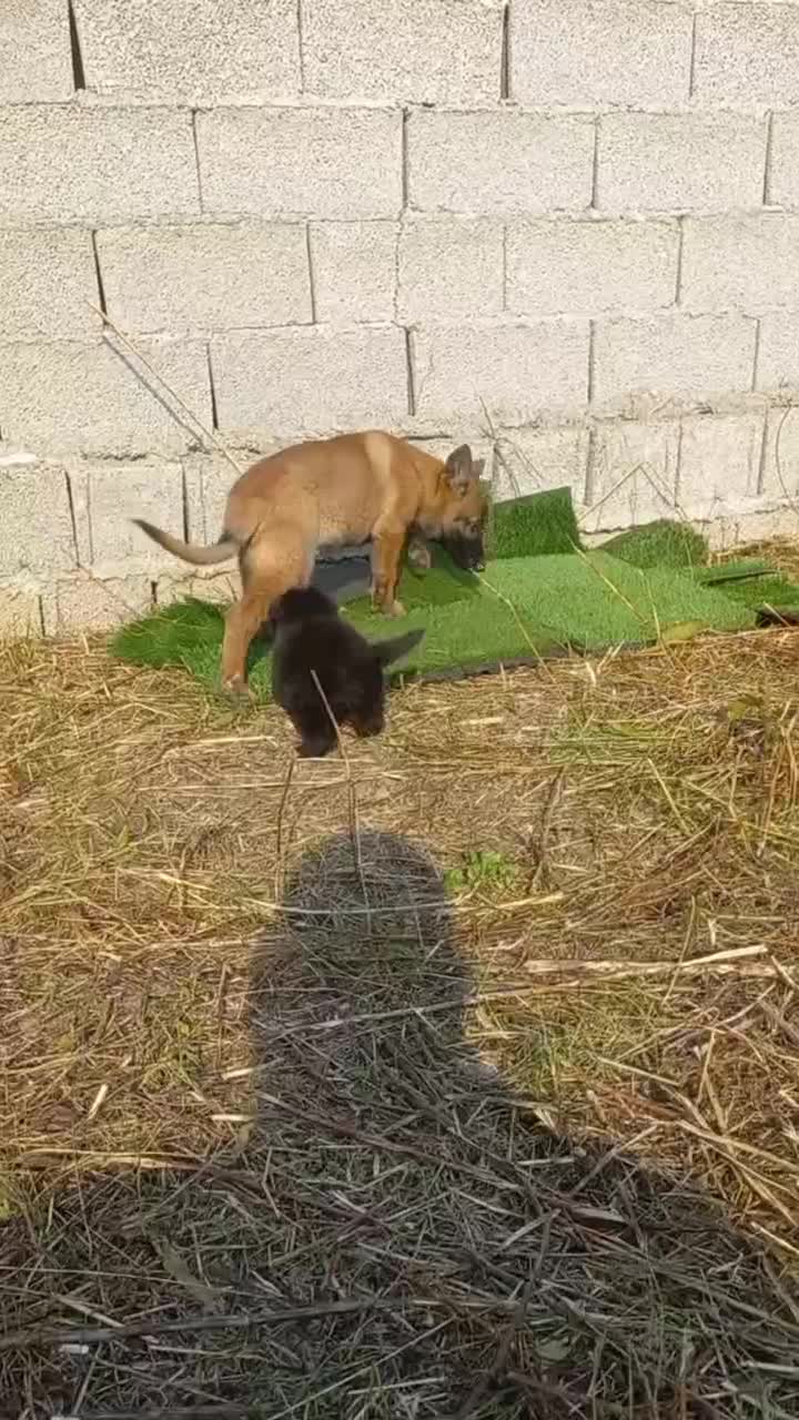 ژرمن بلک نر و ماده و مالنویز|سگ|رشت, شهرک صبا|دیوار