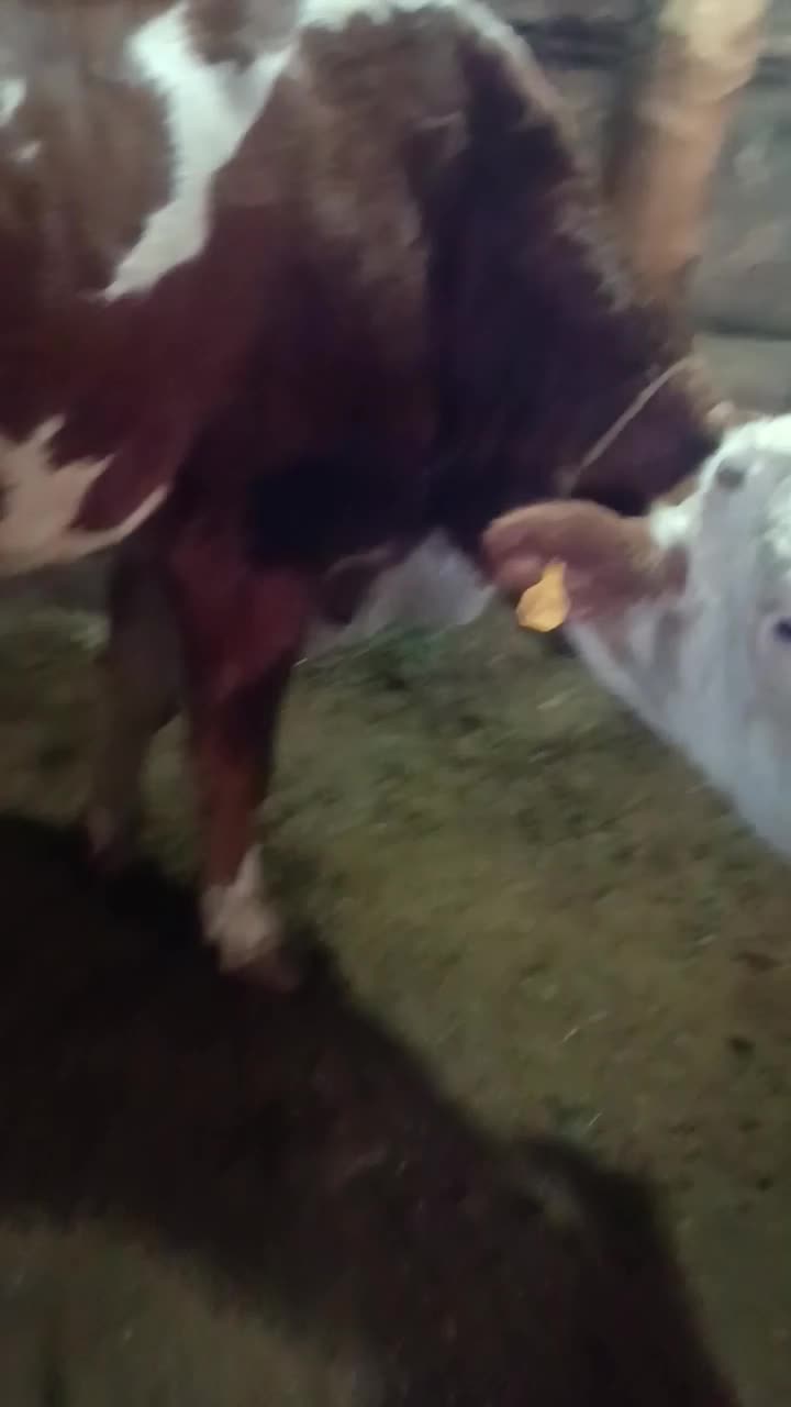 گاو شکم سوم با گوساله نر|حیوانات مزرعه|کشاورز, |دیوار