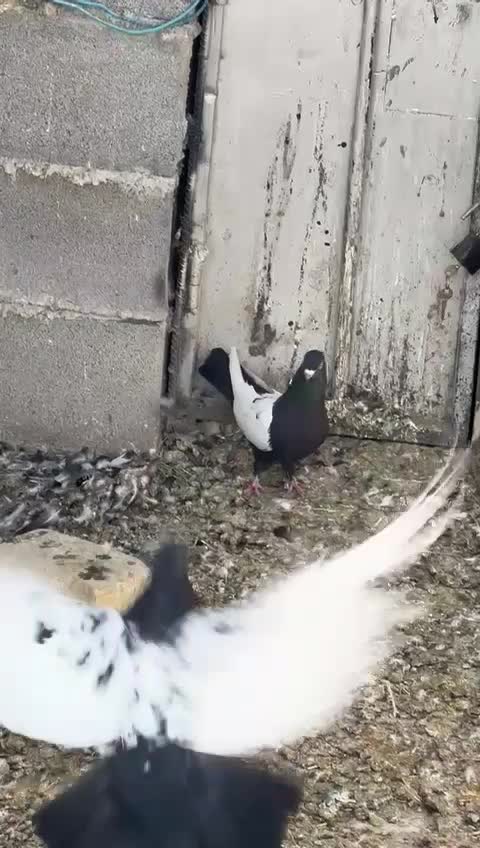 کفتر|پرنده|کوار, |دیوار