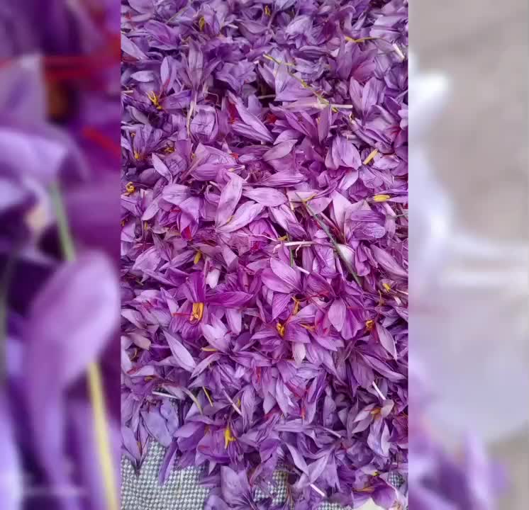 زعفران تربت ونیشابور امسال کاملاارگانیک ارسال دارم|خوردنی و آشامیدنی|شاهدشهر, |دیوار