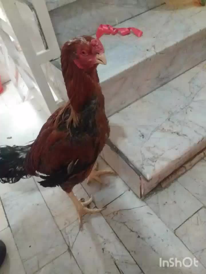 خروس لاری|حیوانات مزرعه|تهران, جوادیه|دیوار