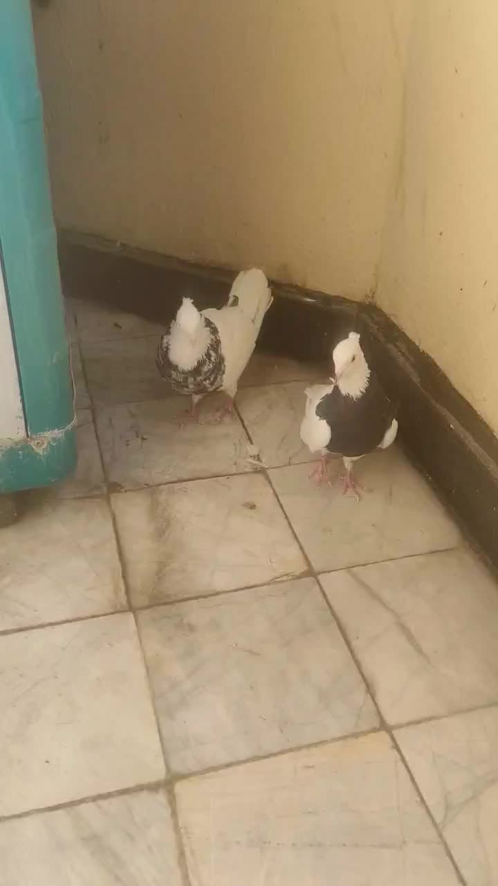 کبوتر طوقی کفترطوقی زرین سیاه الماسی زرد ابی|پرنده|پردیس, فاز ۴|دیوار