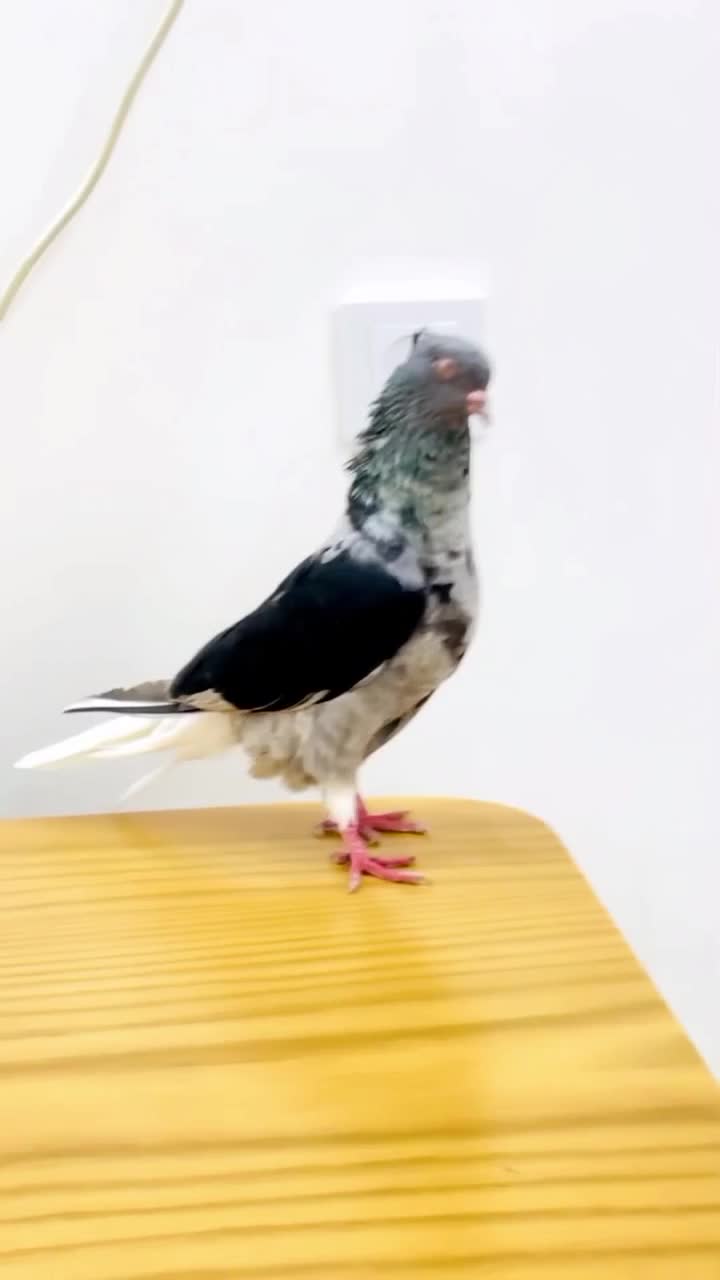 ماده کوهی دمسفید چاپی|پرنده|اهواز, سپیدار|دیوار