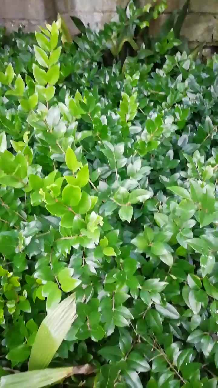 یاس هلندی|گل و گیاه طبیعی|چابکسر, |دیوار