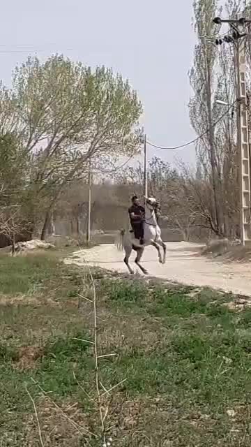 سیلمی عرب وارداتی|اسب و تجهیزات اسبسواری|گلپایگان, |دیوار