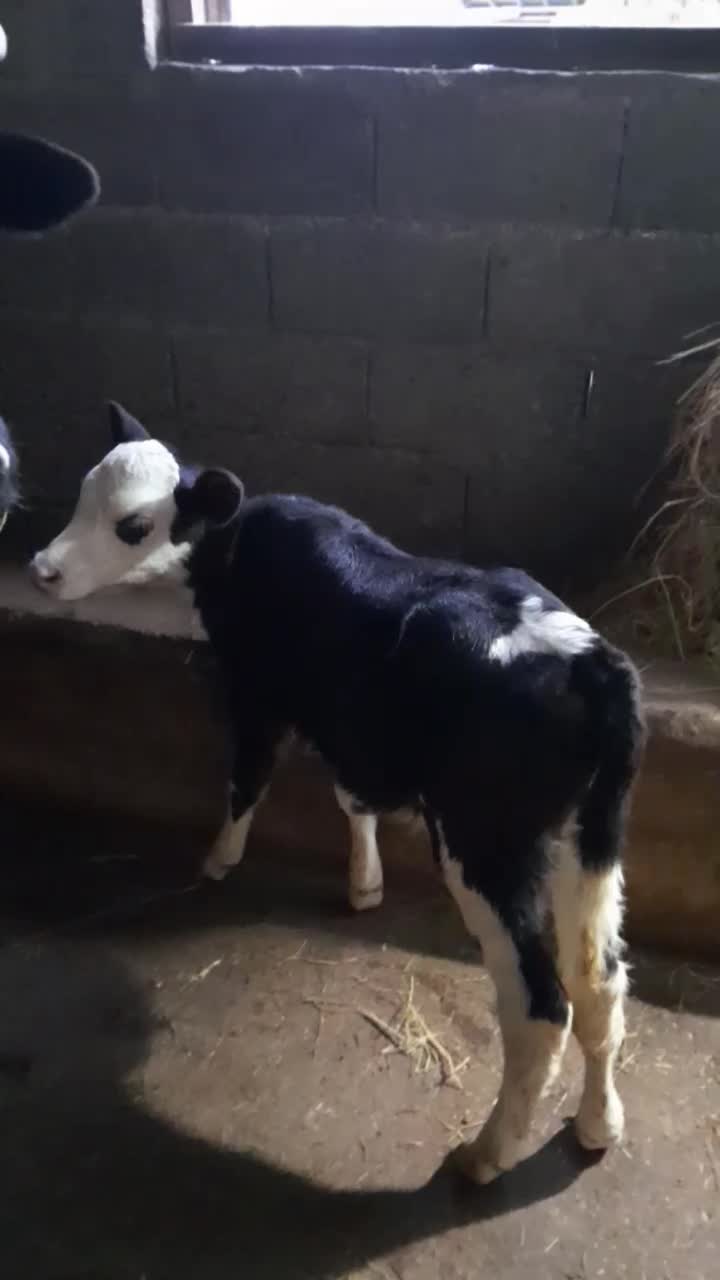 گاو با گوساله گوساله لیشه|حیوانات مزرعه|رشت, پیرکلاچای|دیوار