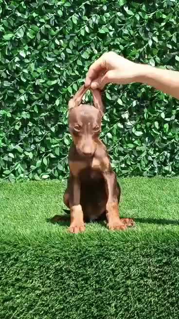 دوبرمن اورجینال وارداتی|سگ|تهران, آجودانیه|دیوار