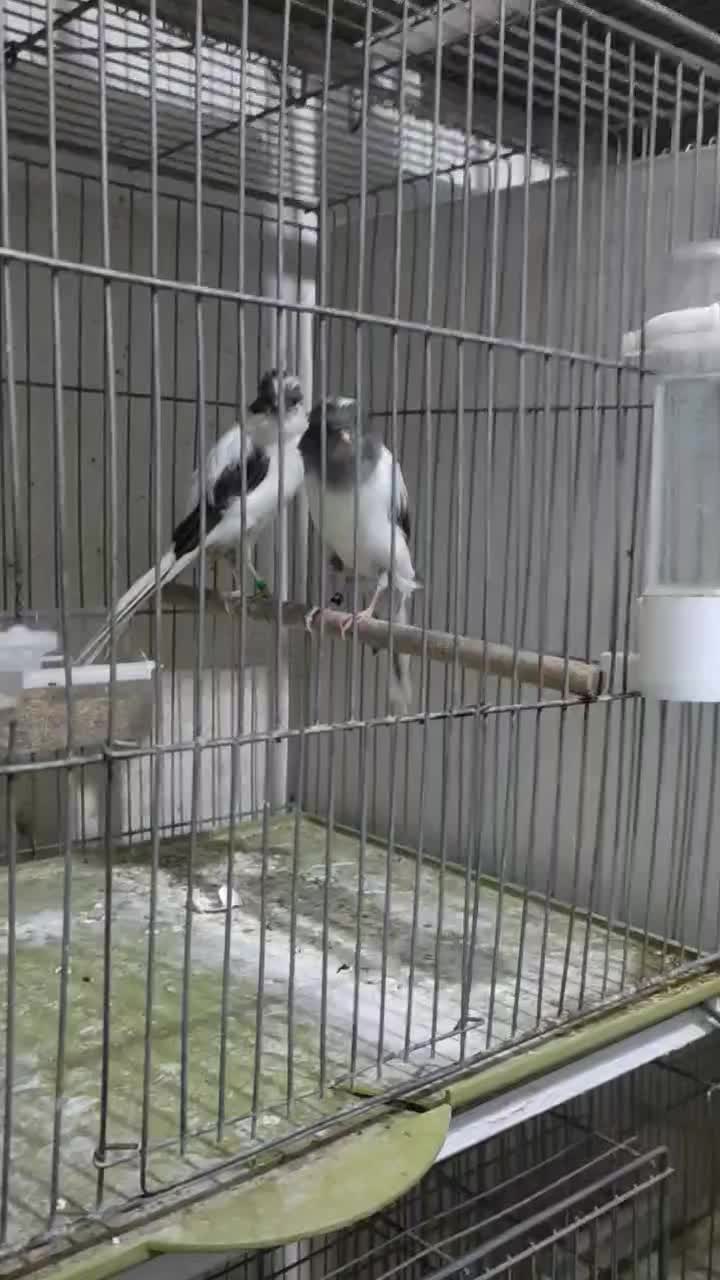 قناری بلند|پرنده|شیراز, فضلآباد|دیوار