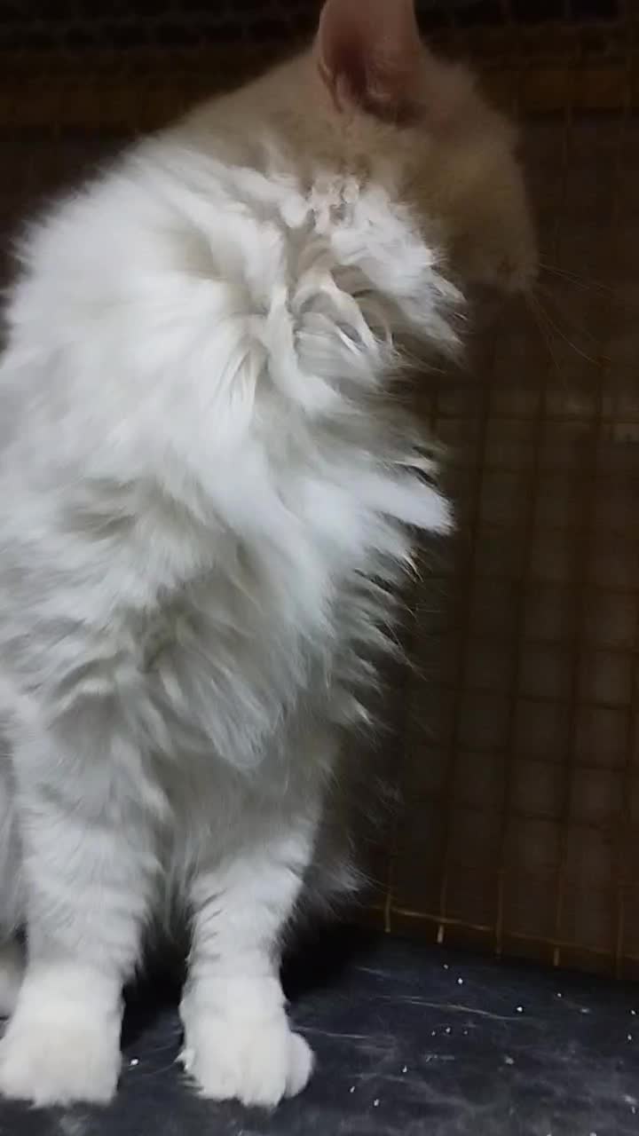 پرشین کلاسیک با سابقه زایمان موفق|گربه|تبریز, |دیوار