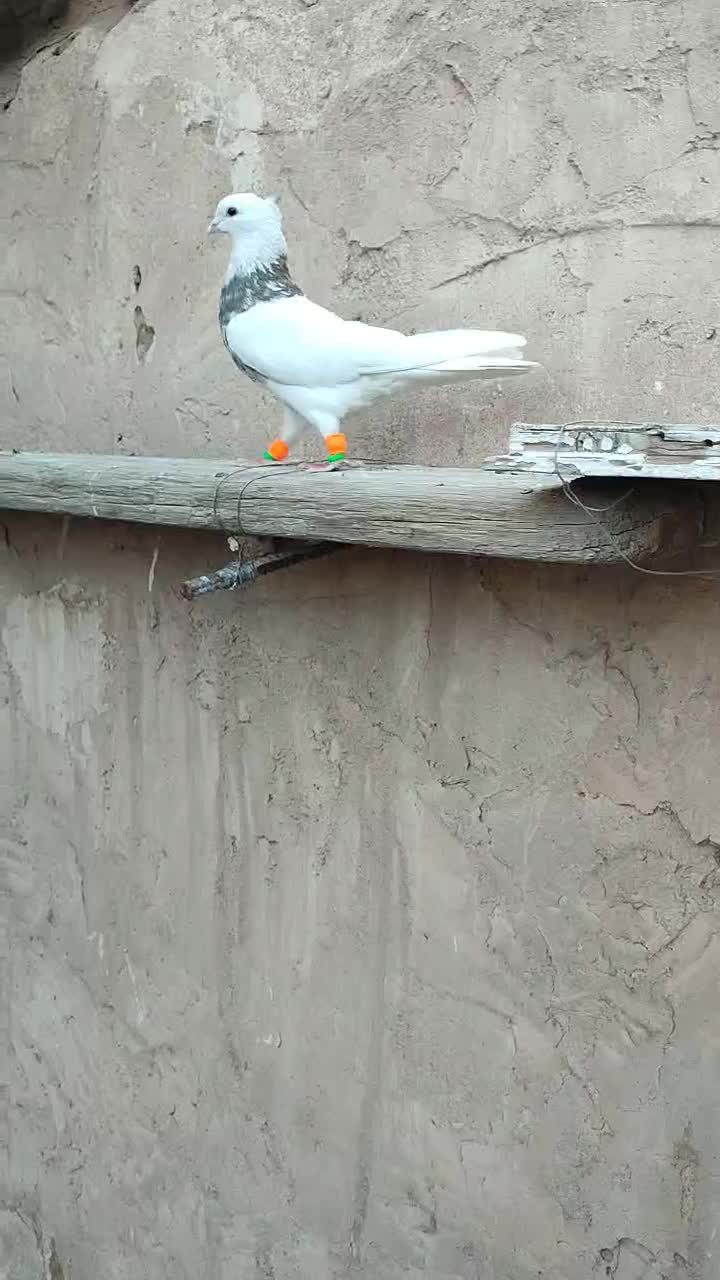 طوقی|پرنده|مبارکه, |دیوار