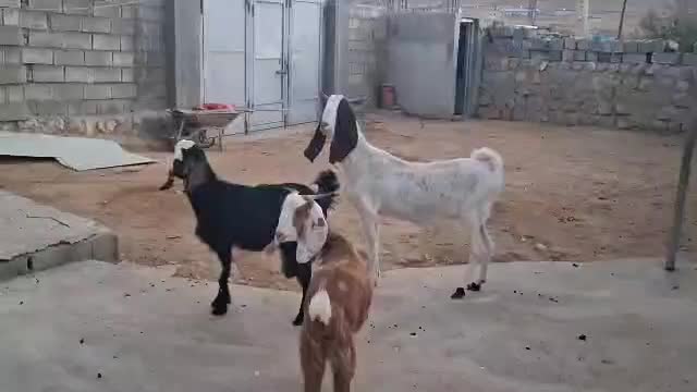 بز دوقولو زا|حیوانات مزرعه|کوهرنگ, |دیوار