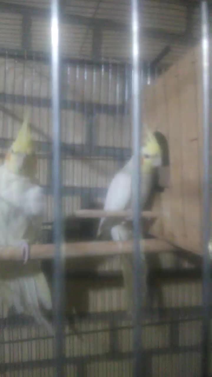 عروس هلندی آلبینو سخنگو ،طوطی برزیلی|پرنده|قدس, شهرک صنعتی زاگرس|دیوار