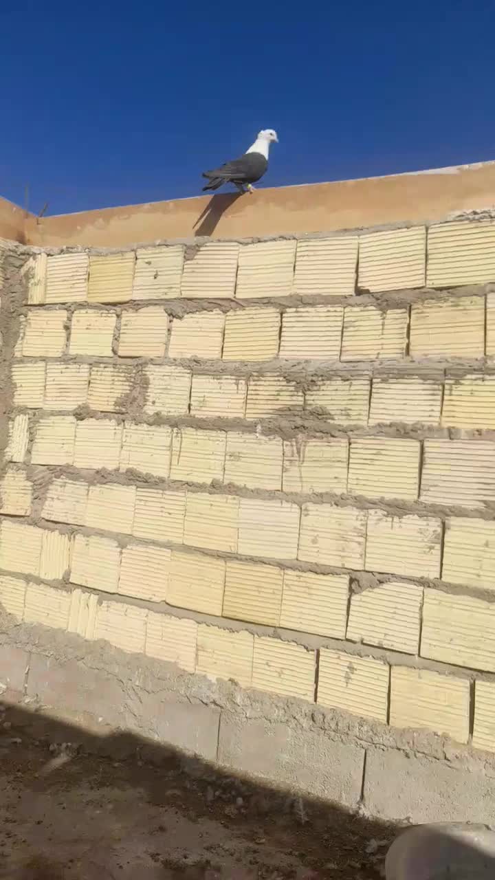 زاغ کله سفید کلایی نر محکم|پرنده|بم, |دیوار