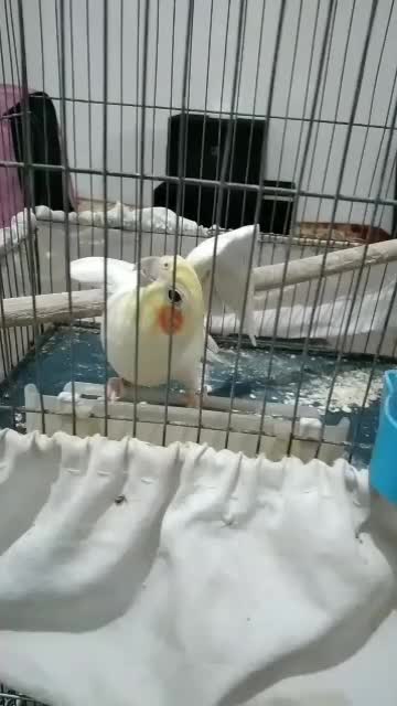 عروس هلندی|پرنده|کرج, شعبانآباد|دیوار