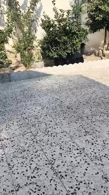 سگ ژرمن شپرد بلک|سگ|ساری, |دیوار