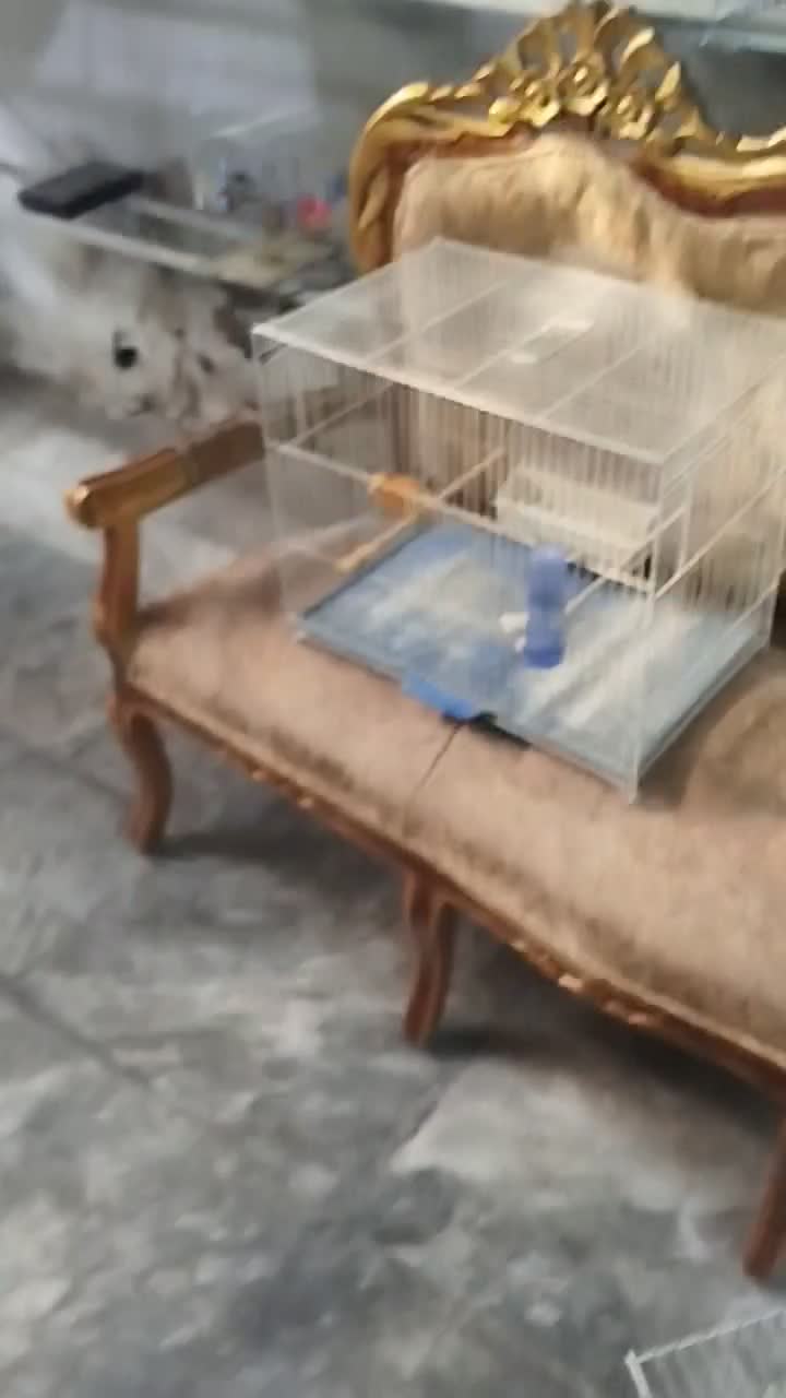 تعدادی قناری نر و ماده آماده|پرنده|کرج, شهرک بنفشه|دیوار