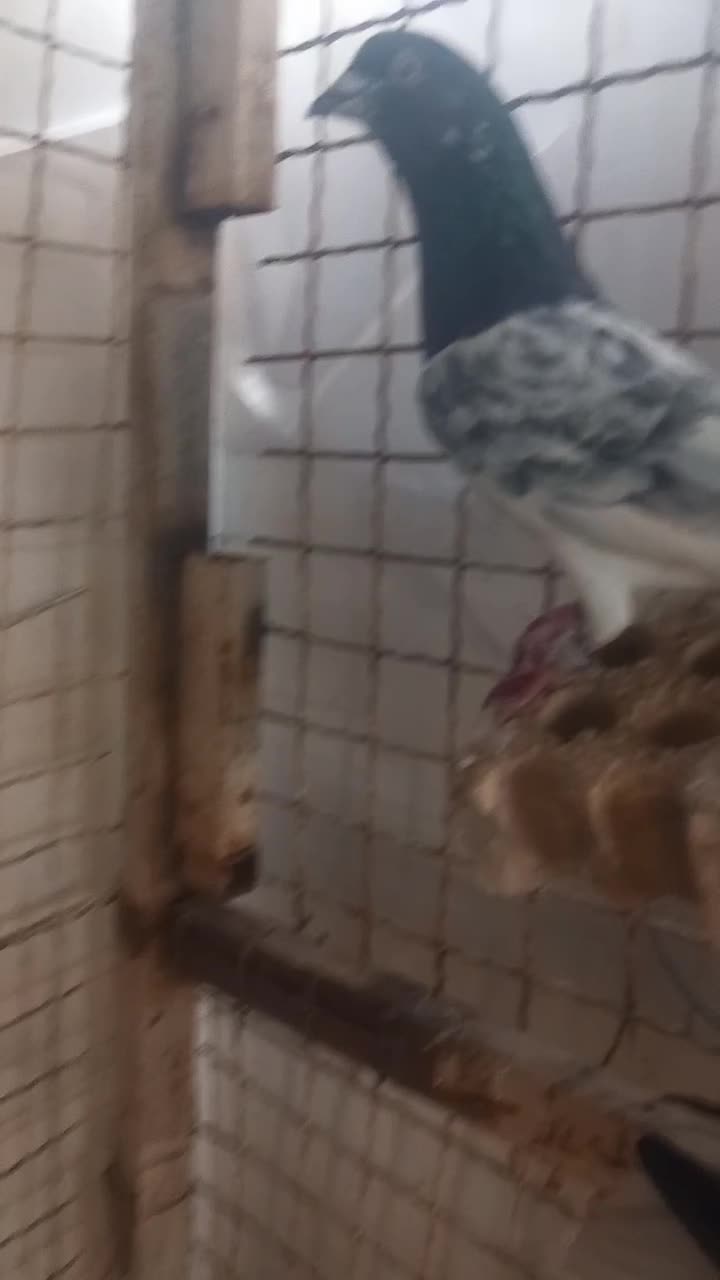 گرفتنی|حیوانات|اهواز, ۲۰۰۰واحدی|دیوار