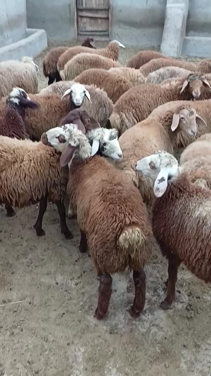 بره نر و ماده|حیوانات مزرعه|اصلاندوز, |دیوار