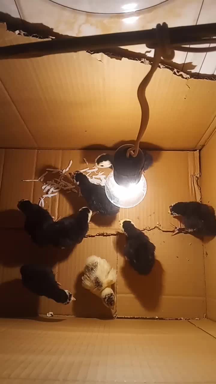 جوجه‌بو‌قلمون|حیوانات مزرعه|زهک, |دیوار