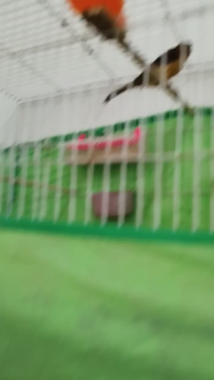 یک جفت قناری دارچینی یا سوخته|پرنده|لنگرود, |دیوار