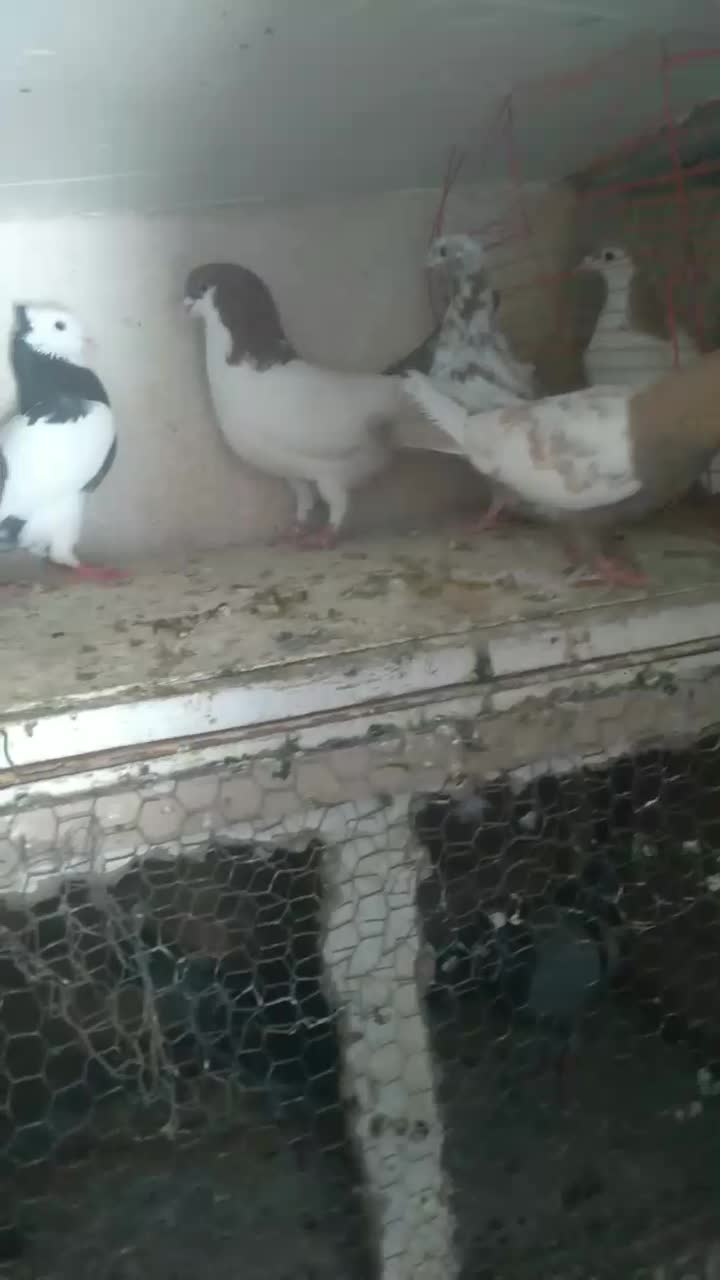 ۵ تا حیوون رنگی و سالم|پرنده|شاهرود, |دیوار