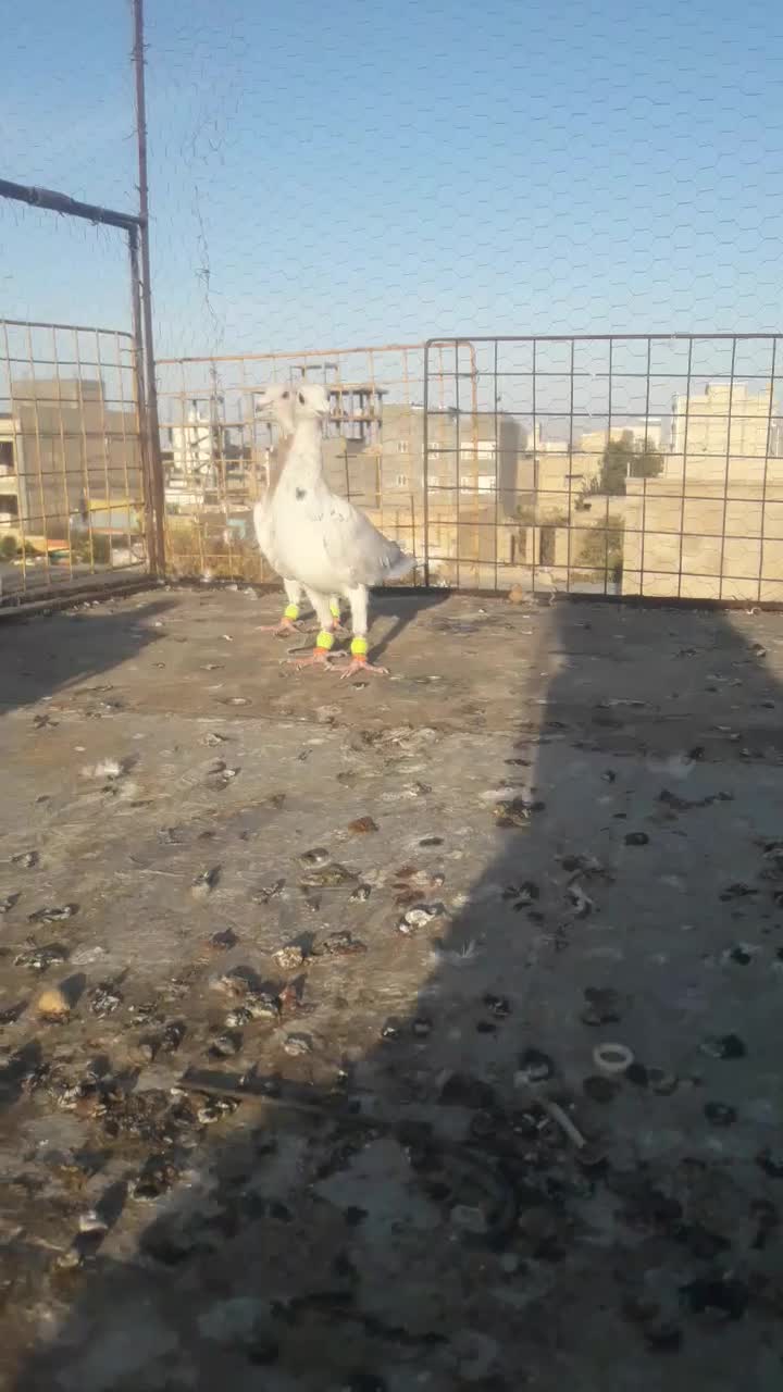 کبوتر|پرنده|اسفراین, |دیوار