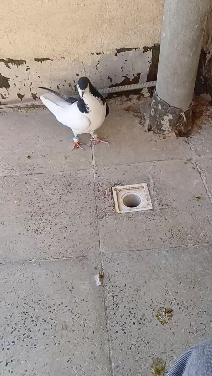 چپ سیاه|پرنده|الوند, |دیوار